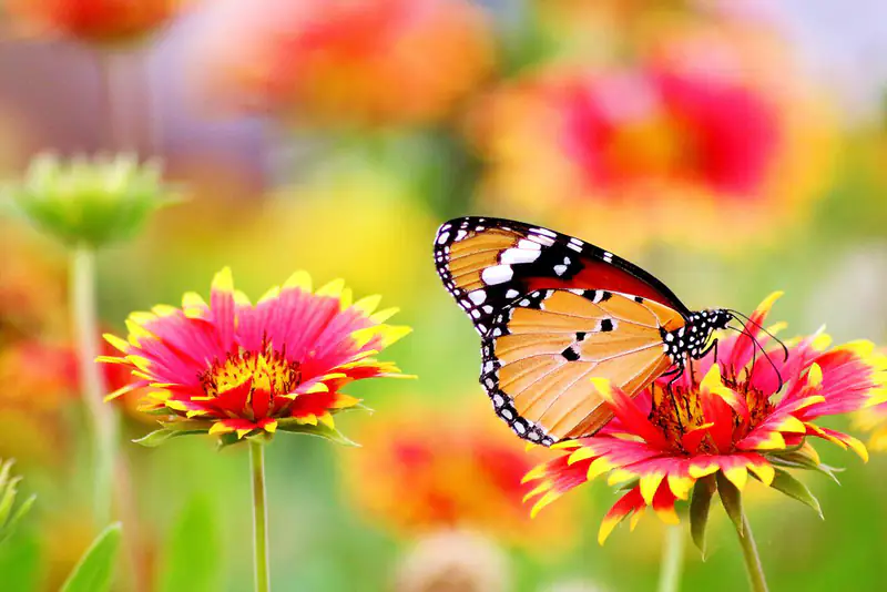 Butterfly on bright flowers