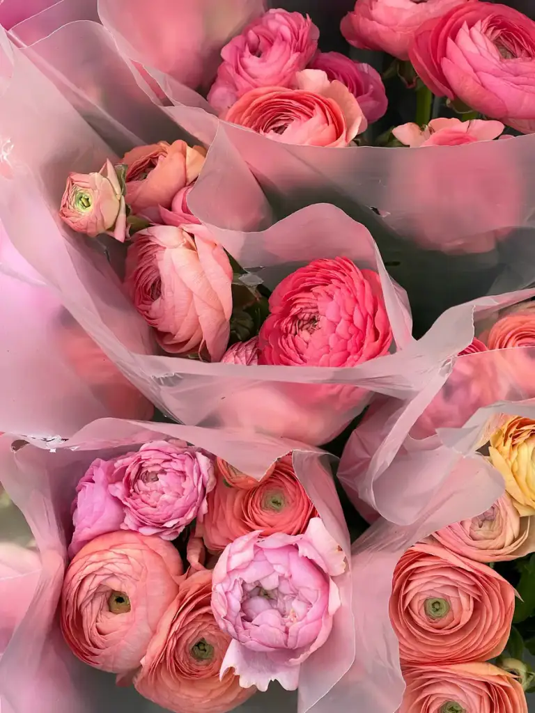Garden roses