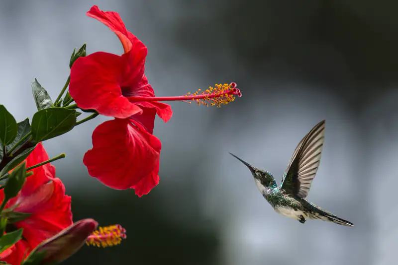 Hummingbird near red hibiscus