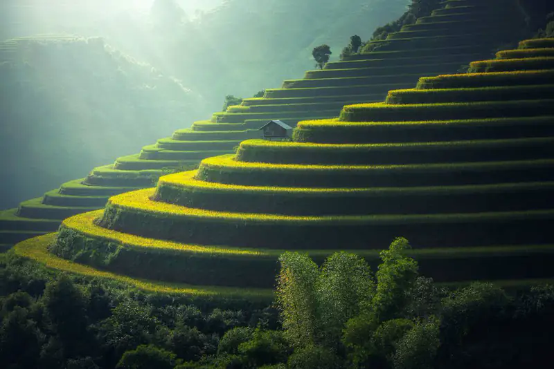 Misty green rice terraces