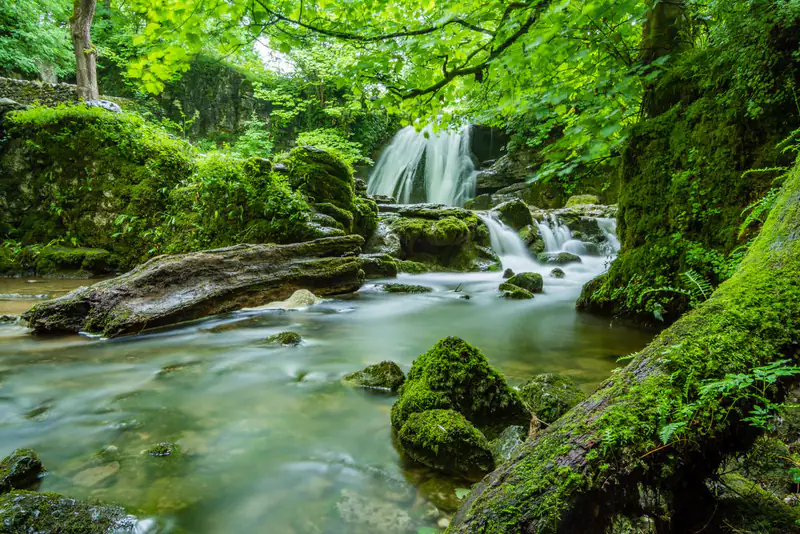 Mossy forest waterfall
