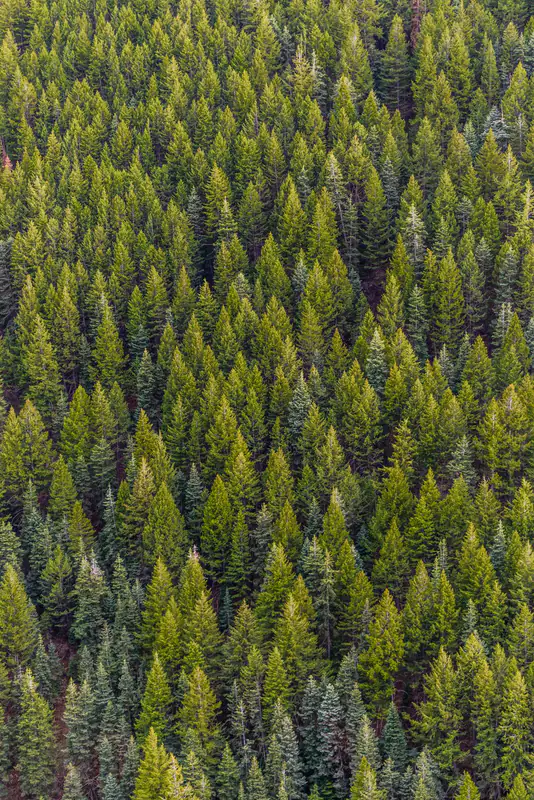 Pine forest from above