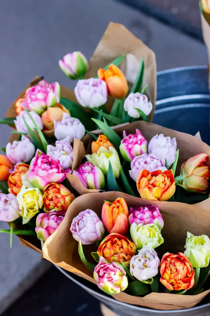 Tulips