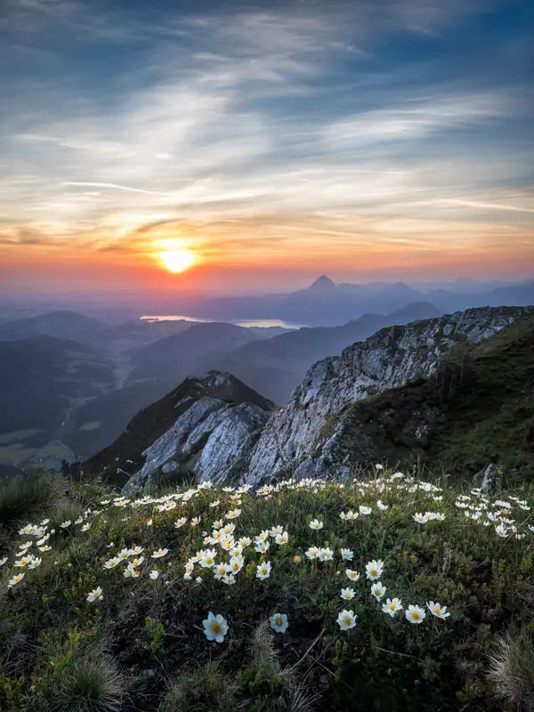 Wildflowers on a mountain sunset